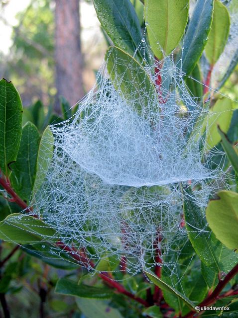 Delicate spider web